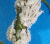 Maconellicoccus hirsutus